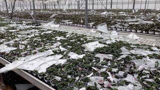 Trois minutes, le lundi 20 juin, ont suffi pour qu’un déluge de petits grêlons, formant des amas de la taille d’un poing, suivis de tonnes de grêlons détruise les 3,5 ha de serre de l’entreprise Malot, aux Peintures (33). ©Malot Trois minutes, le lundi 20 juin, ont suffi pour qu’un déluge de petits grêlons, formant des amas de la taille d’un poing, suivis de tonnes de grêlons détruise les 3,5 ha de serre de l’entreprise Malot, aux Peintures (33). ©Malot